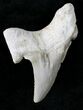 Otodus Shark Tooth Fossil - Eocene #22657-1